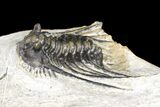 Bargain, Spiny Leonaspis Trilobite - Morocco #134122-3